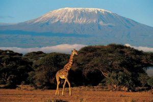 kilimanjaro-np