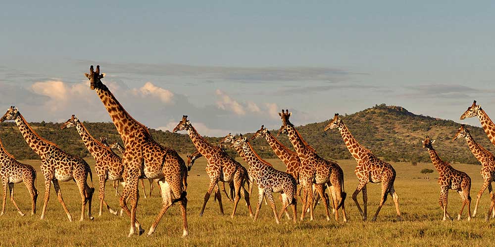 giraffe-lake-manyara-np