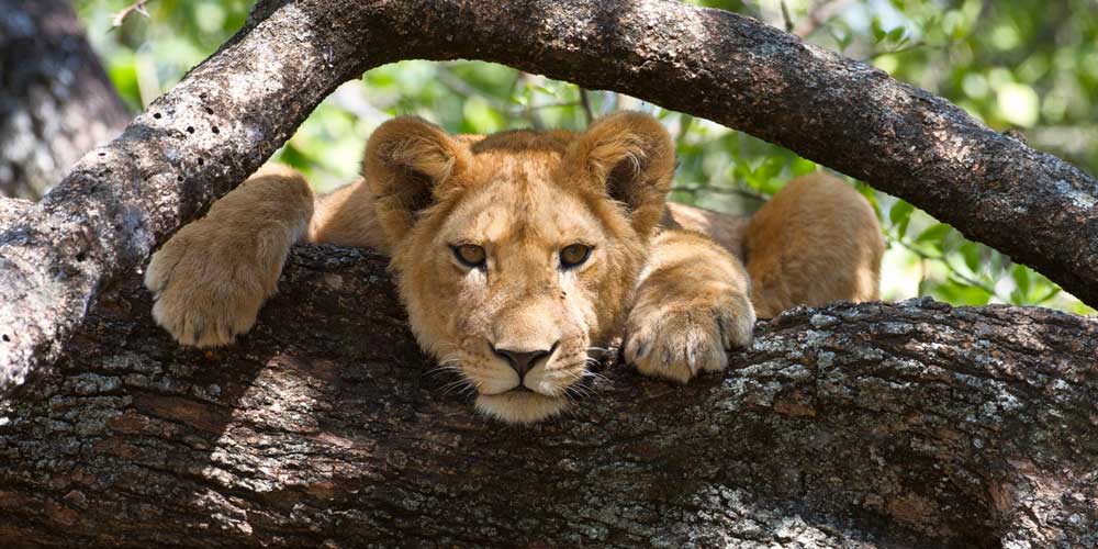 lake-manyara-tree-lion