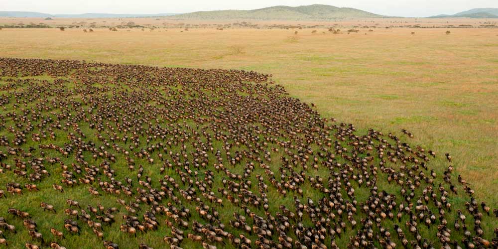 serengeti-plains