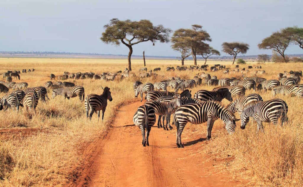 The Iconic Northern Circuit | 4 Days Ajeaje adventure once invites you on a lifelong journey into Tanzania, the home of Mt. Kilimanjaro. The magical “Spice Island” of Kilimanjaro, the great Serengeti, Ngorongoro crater and Zanzibar! This 4-day all-adventure adventure, led by local expert naturalists and cultural pioneers, will take you on a wildlife safari through the iconic Northern Circuit. It includes a variety of activities exploring the natural environment. It is good to know that this trip adheres to socially responsible ecotourism practices and supports our social impact mission of Maasai empowerment.