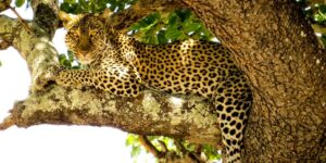 5 Days Big 5 Safaris tanzania