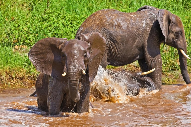 elephants-playing-in-the-water-tarangire-national-park_ ajeaje